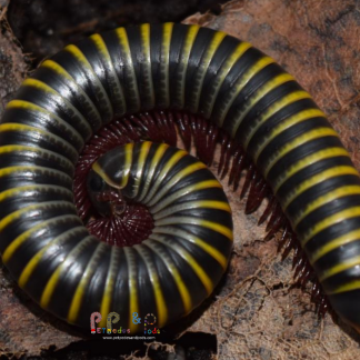 Anadenobolus Monilicornis "Bumblebee" Millipede