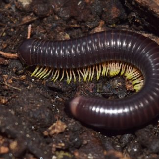 Flameleg Millipede