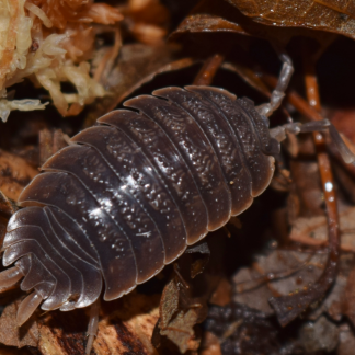 Porcellio Dilatatus "Giant Canyon"