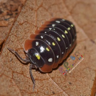 Armadillidium Klugii "Clown"