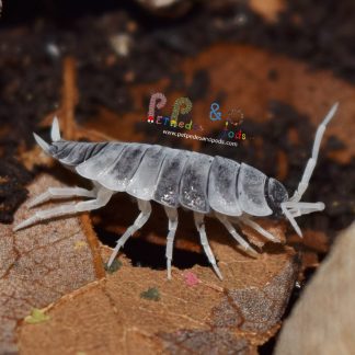 Porcellionides Pruinosus "Oreo Crumble"