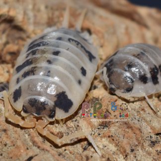 Porcellio laevis "Dairy Cow"