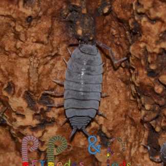 Porcellionides Pruinosus "Powder Blue"