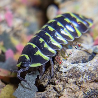 Armadillidium Maculatum "Yellow Zebra"