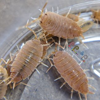 Porcellionides Pruinosus "Powder Orange"