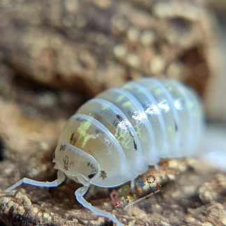 Armadillidium Vulgare "Magic Potion"