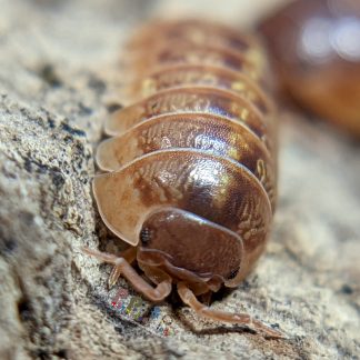 Armadillidium Vulgare Orange Vigor