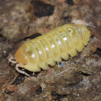 Armadillidium vulgare "Albino T+"