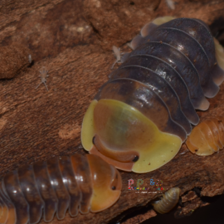 Cubaris Rubber Ducky - 10 Count