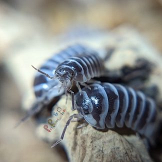 Armadillidium Maculatum High White
