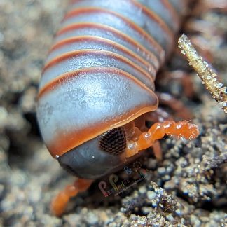 Thai Rainbow Millipede