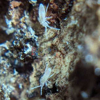 Pink Springtail Starter Culture