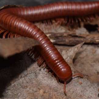 Scarlet Millipede Trigoniulus Corallinus