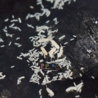 Basic White Springtail (Folsomia candida) Starter Culture