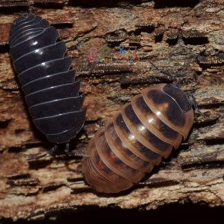 Armadillidium Vulgare "Punta Cana"