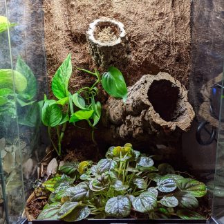 xComplete Bioactive Vivarium 12x12x18 - Local Pickup Only (Sold Reference #212)