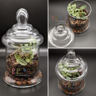 xBioactive Jar Terrarium - Apothecary Style - (Sold Reference #210)
