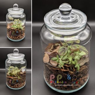 xBioactive Jar Terrarium - Cookie Jar Style - (Sold Reference #211)