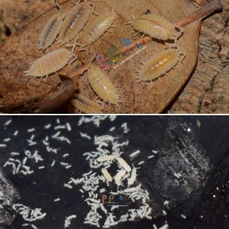 Basic Clean Up Crew Bundle: Porcellionides Pruinosus and Springtails
