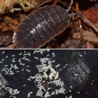 Arid Clean Up Crew Bundle: Porcellio Dilatatus and Springtails