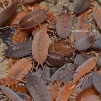 Porcellionides Pruinosus Blue/Orange Mixed