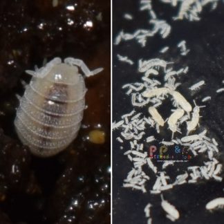 Dwarf White Isopod & White Springtail Bundle: 2 Starter Cultures Each
