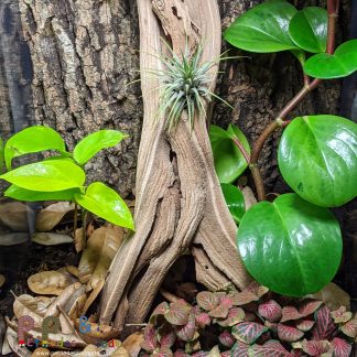 xComplete Bioactive Vivarium 12x12x18 - Local Pickup Only (Sold Reference #213)