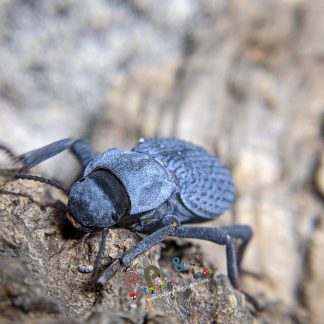 Blue Death Feigning Beetle (WC)