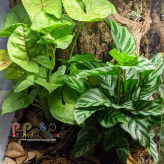 xComplete Bioactive Vivarium 12x12x18 - Local Pickup Only (Sold Reference #214)