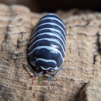 Armadillidium Maculatum "Clean Stripes Zebra"