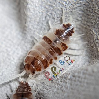 Porcellionides Pruinosus "Orange Cream"