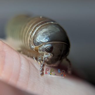 Philippine Blue Millipede