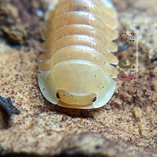 Cubaris Blonde Ducky - 10 Count