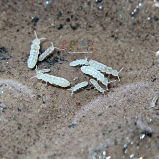 White Springtail (Folsomia candida) 8oz Master Culture - On Clay