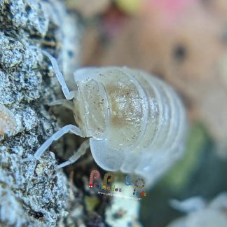 Cubaris murina "Glacier"