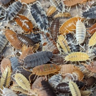 Porcellionides Pruinosus Party Mix