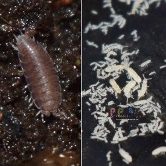 Dwarf Purple Isopod & White Springtail Bundle: 2 Starter Cultures Each