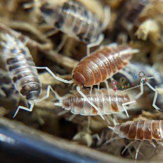 Porcellionides Pruinosus Dip N Dots (Orange Cream x Oreo Crumble)