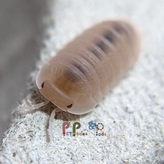 Cubaris Murina "Papaya"