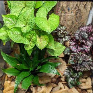 xComplete Bioactive Vivarium 12x12x18 - Local Pickup Only (Sold Reference #215)