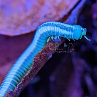 White Stripe Millipede