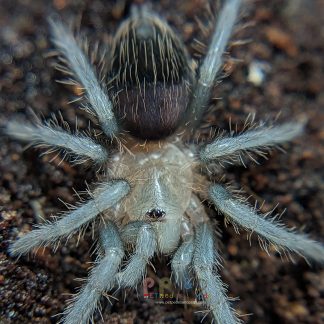 Curly Hair Tarantula Sling