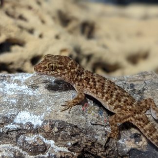 Bynoe's Gecko Heteronotia binoei