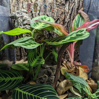 xComplete Bioactive Vivarium 12x12x18 - Local Pickup Only (sold reference #216)