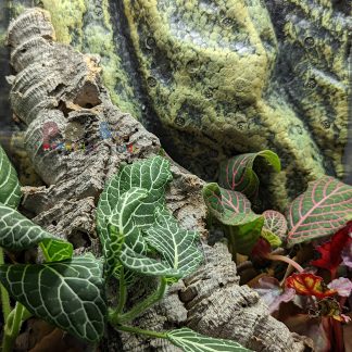 xComplete Bioactive Vivarium 8x8x12 -  (Sold Reference #217)