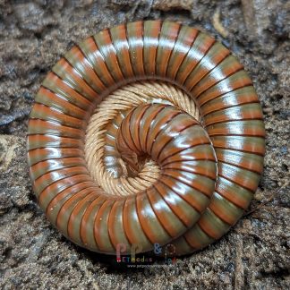 Spirostreptus sp. 1 Globular Millipede
