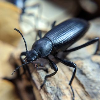 Eleodes hispilabris "Texas" CBB