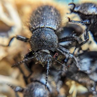 Eleodes osculans Wooly Darkling Beetle CBB