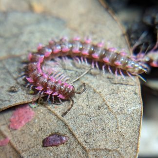Pink Dragon Millipede Set of 5