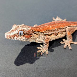 Gargoyle Gecko - RA-ACR-23-1120-3S2 Female